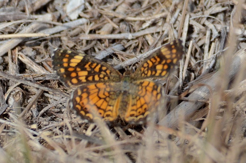 188 2012-12301518 Santa Ana NWR, TX.JPG - Vesta Checkerspot (Phyciodes vesta) Butterfly. Santa Ana National Wildlife Refuge, TX, 12--30-2012